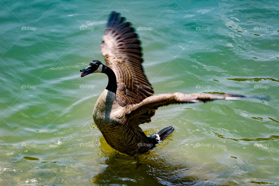 Canadian goose