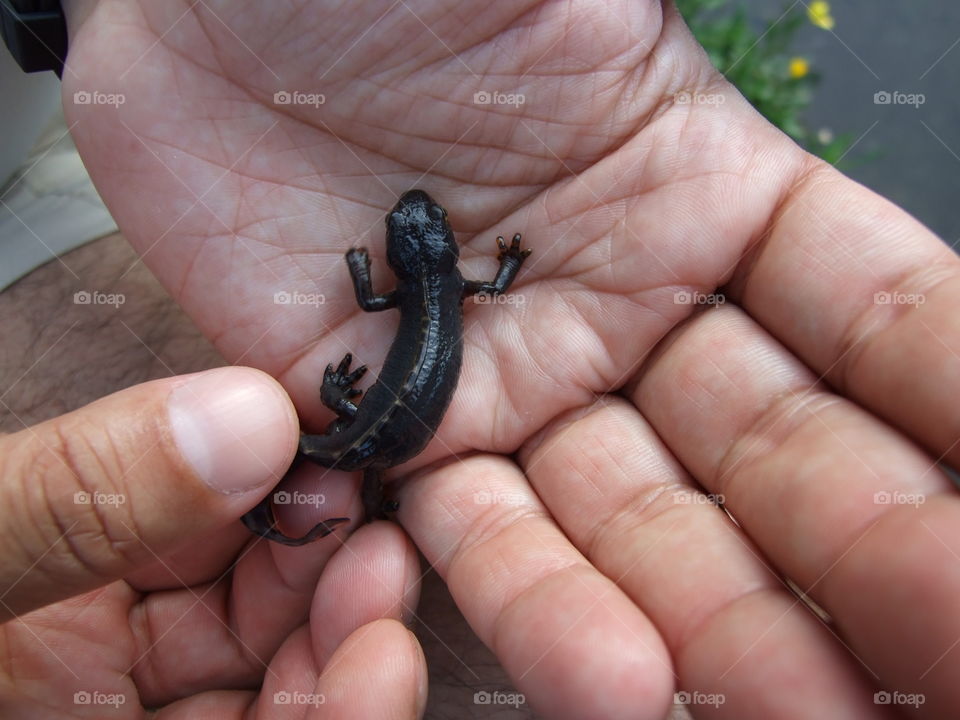 Just found a salamander!