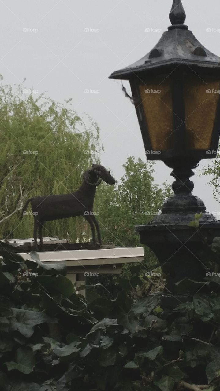 goat on roof