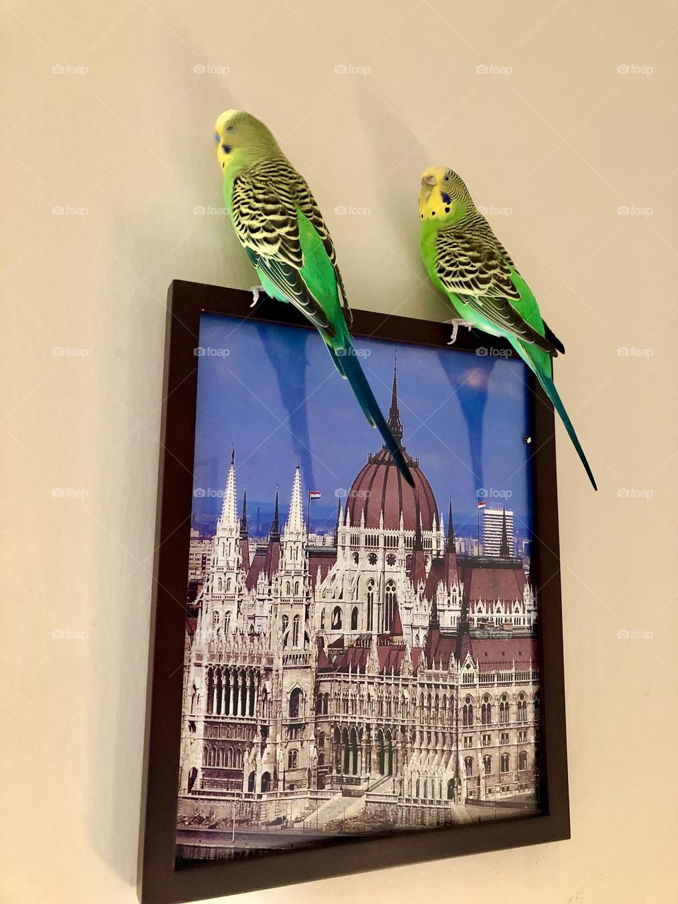 Resting on the picture frame / Family pets Kiwi & Coco 🌿🦜🦜🌿