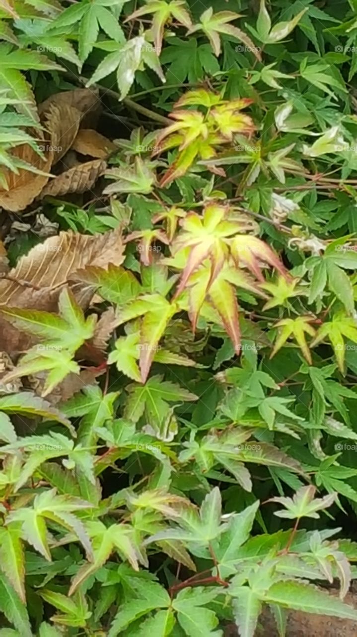 leaves turning red