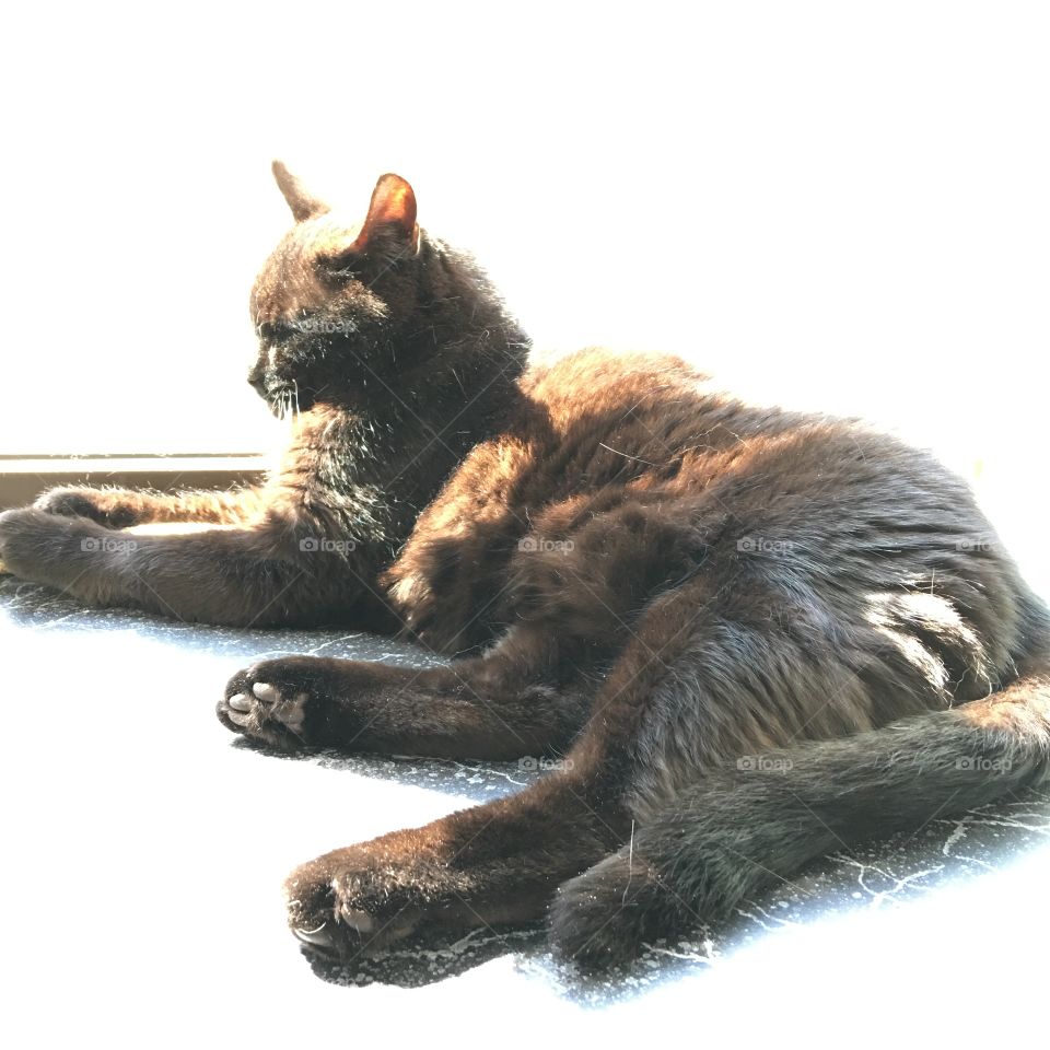Black Cat Lying In Window Sunshine

Out black cat in our kitchen window sunshine. Makes her look like she's floating, right? It's her favorite place to be! 🐾 