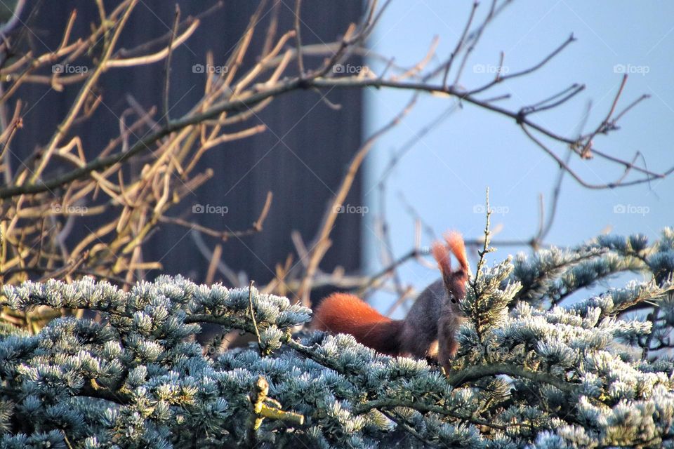 A red squirrel hides behind a frozen green pine branch