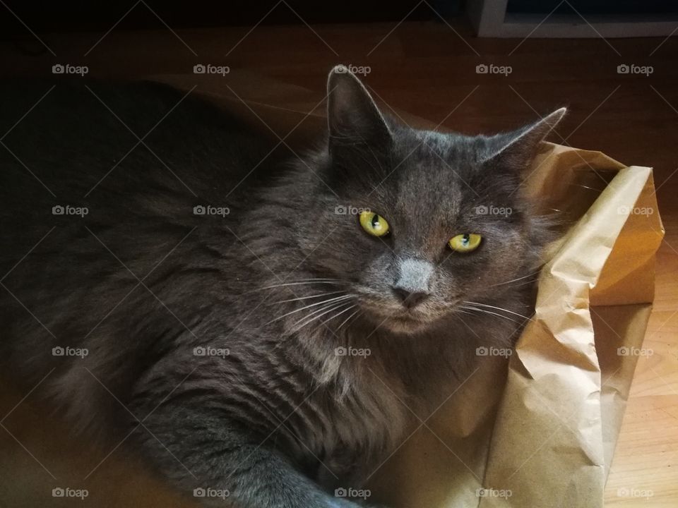 Mi gato se llama plomo y es de raza nebelung