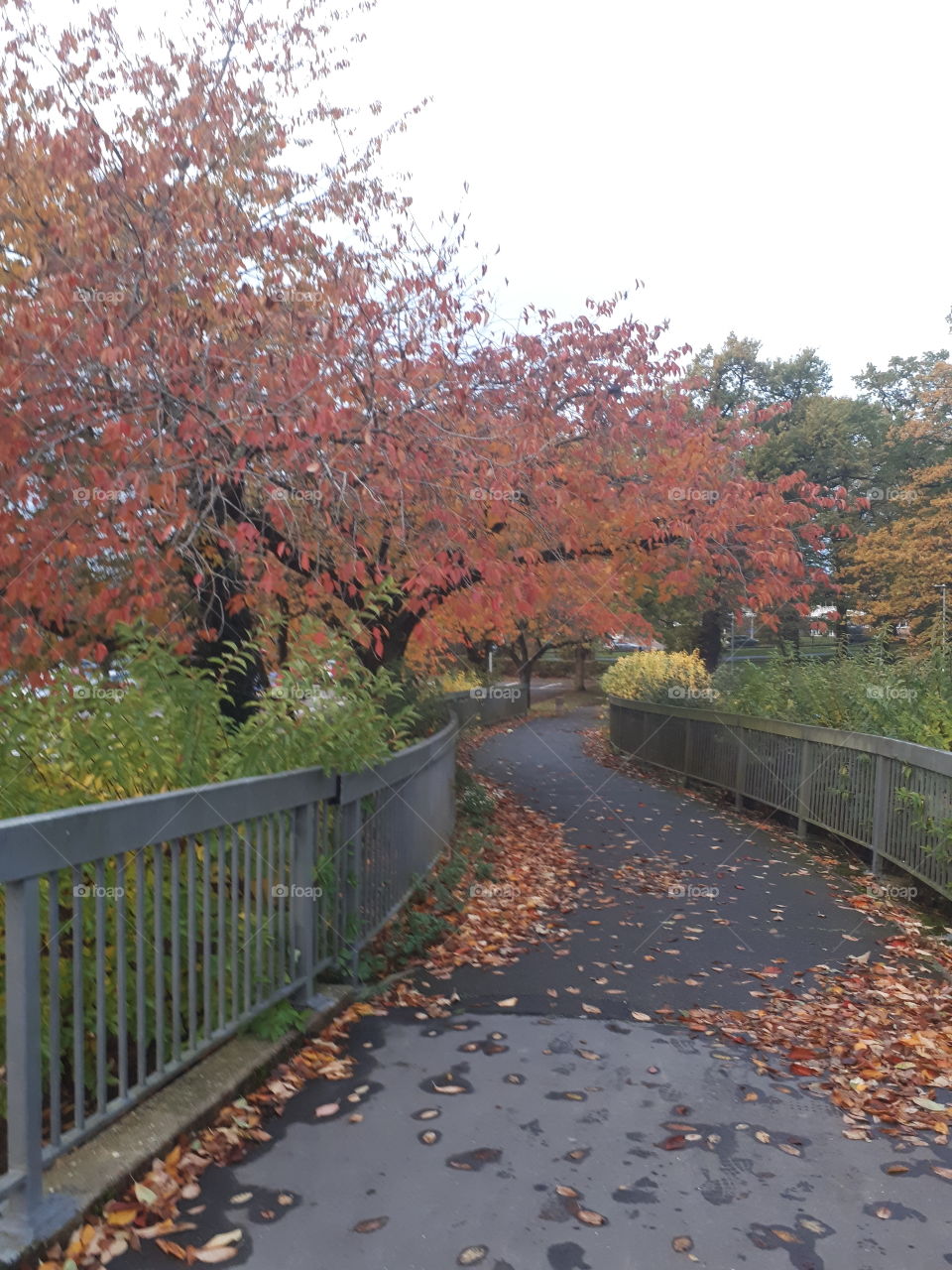 Autumn Walk