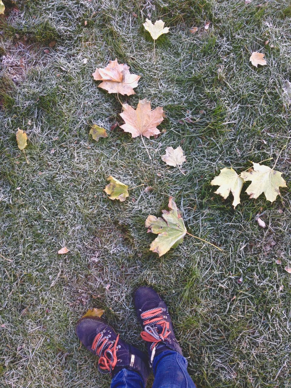 First frost and foliage 