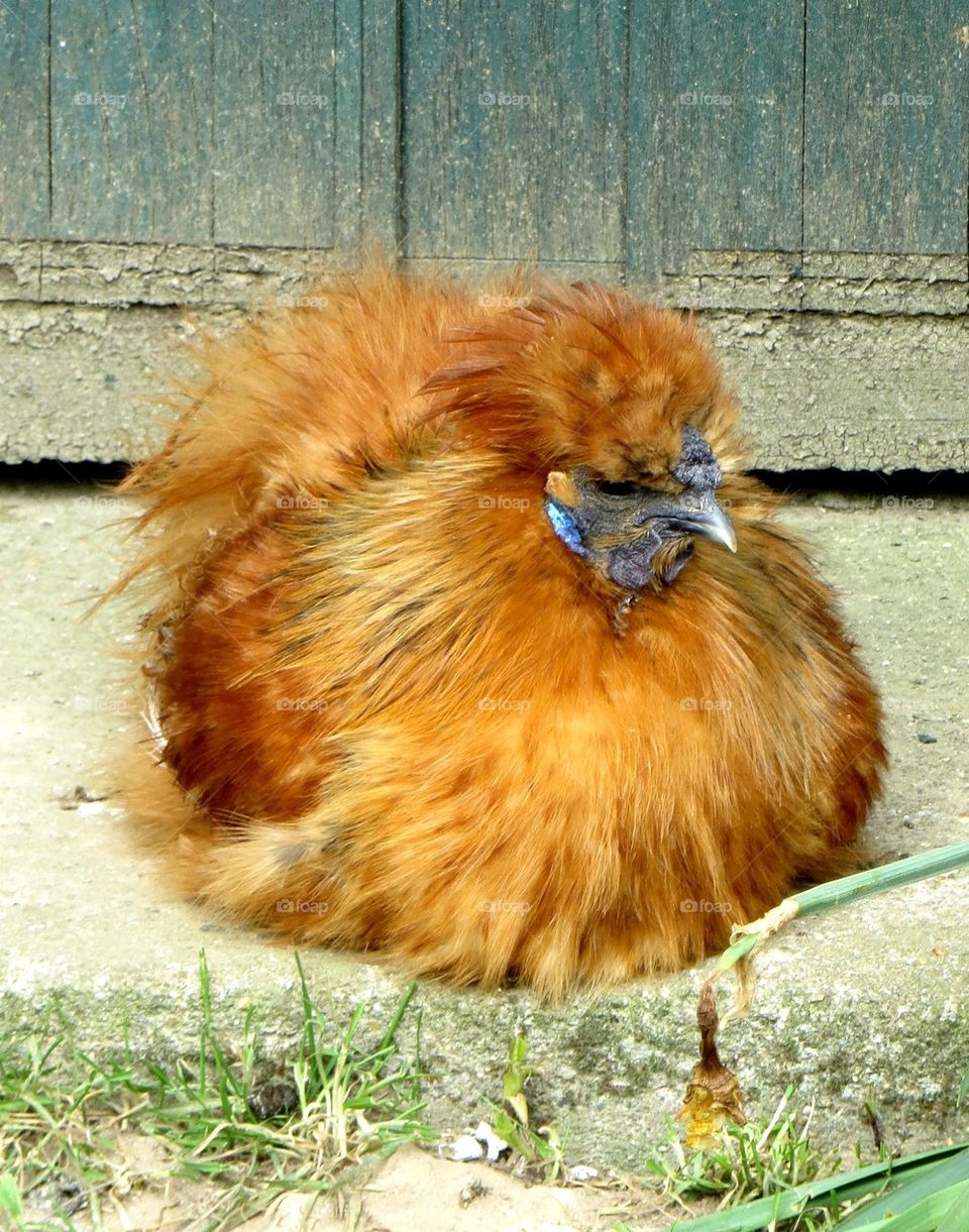 grumpy hen