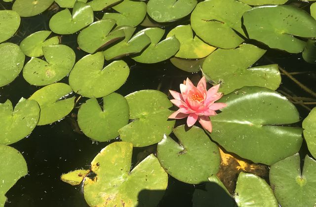 Green + Pink 