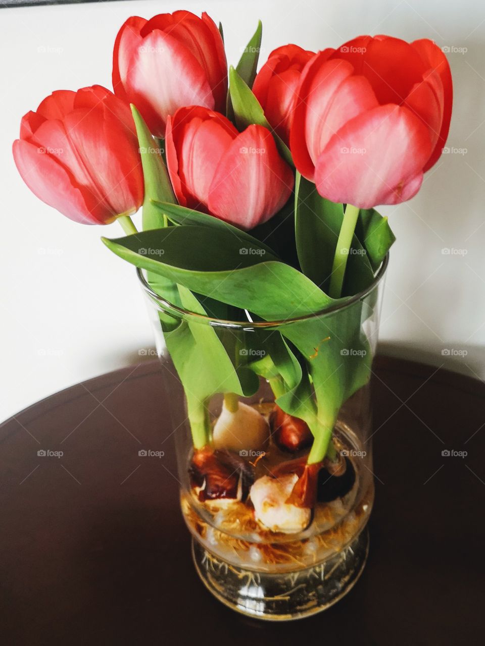 red tulips bulbs in a vase