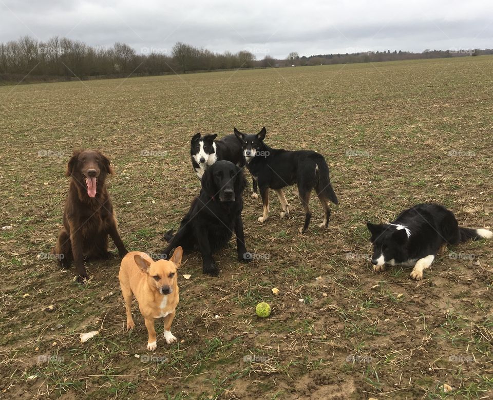 Pack of six dogs varying in size and breed. On newly planted field, grey England. Waiting obediently for command 