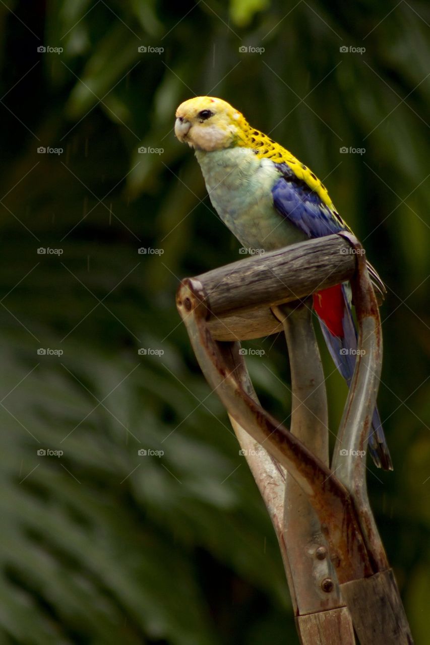 Paleface Rosella on Antique Garden Shovel