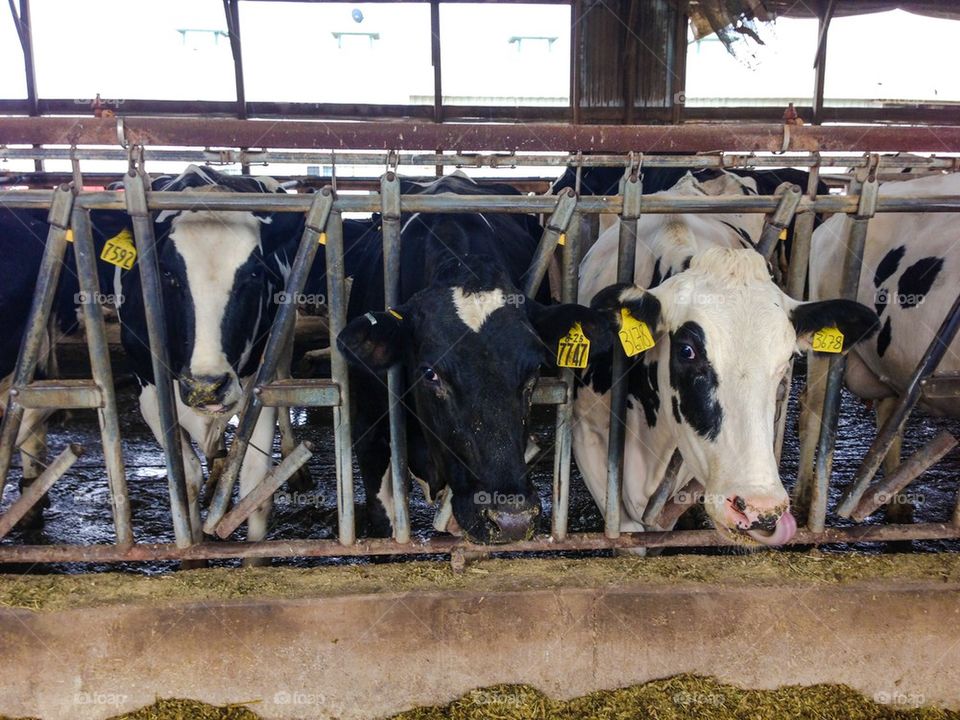 Dairy cows eating