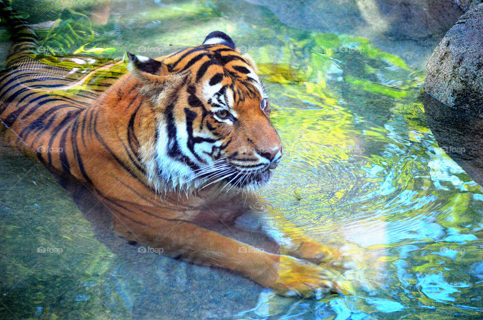 Bengal tiger lying in a shallow pool of water