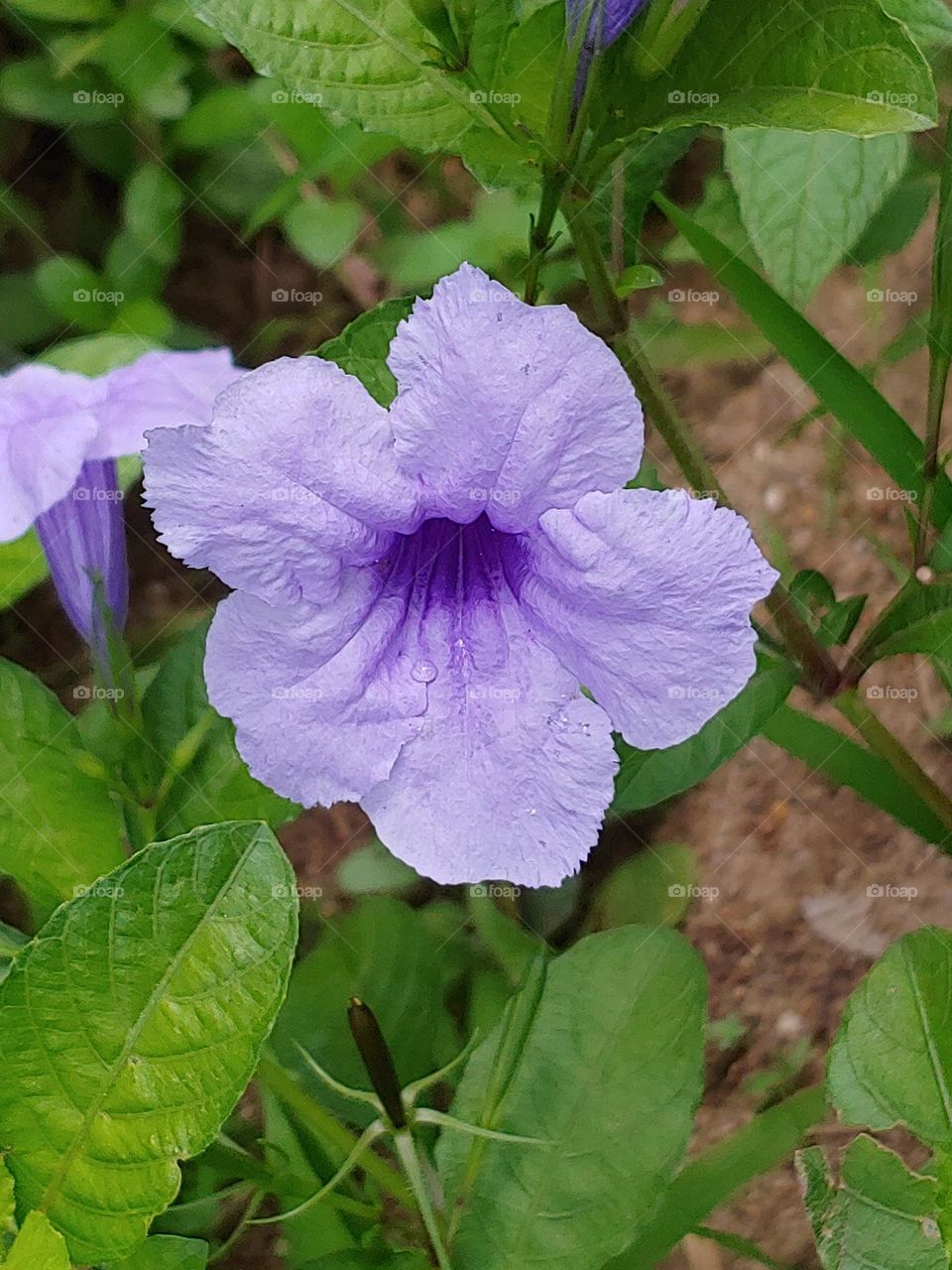 garden flowers captured
