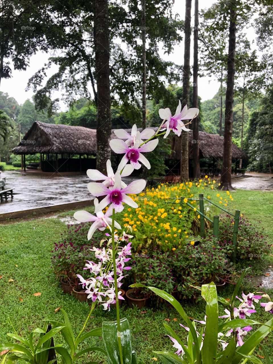 Beautiful flowers