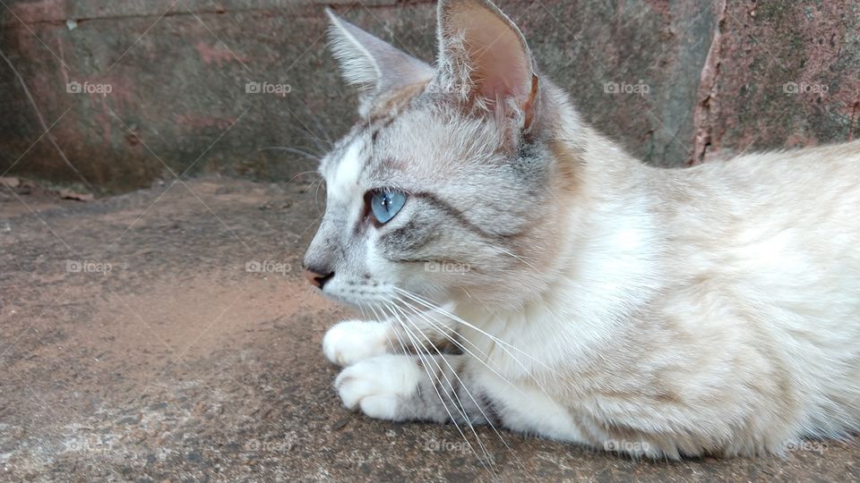 Gatinho de olhos azuis olhando para frente.