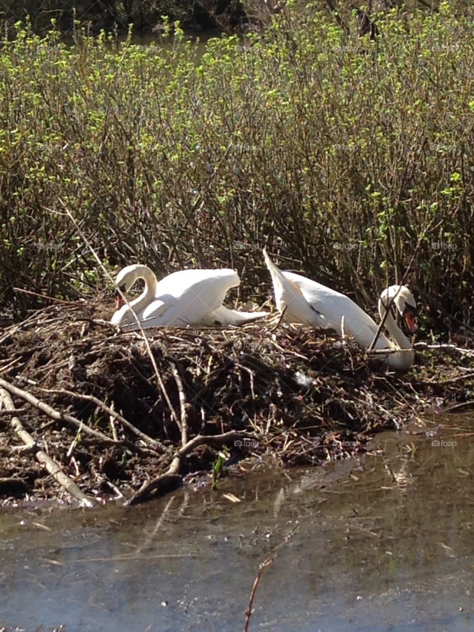 Swans . Nesting