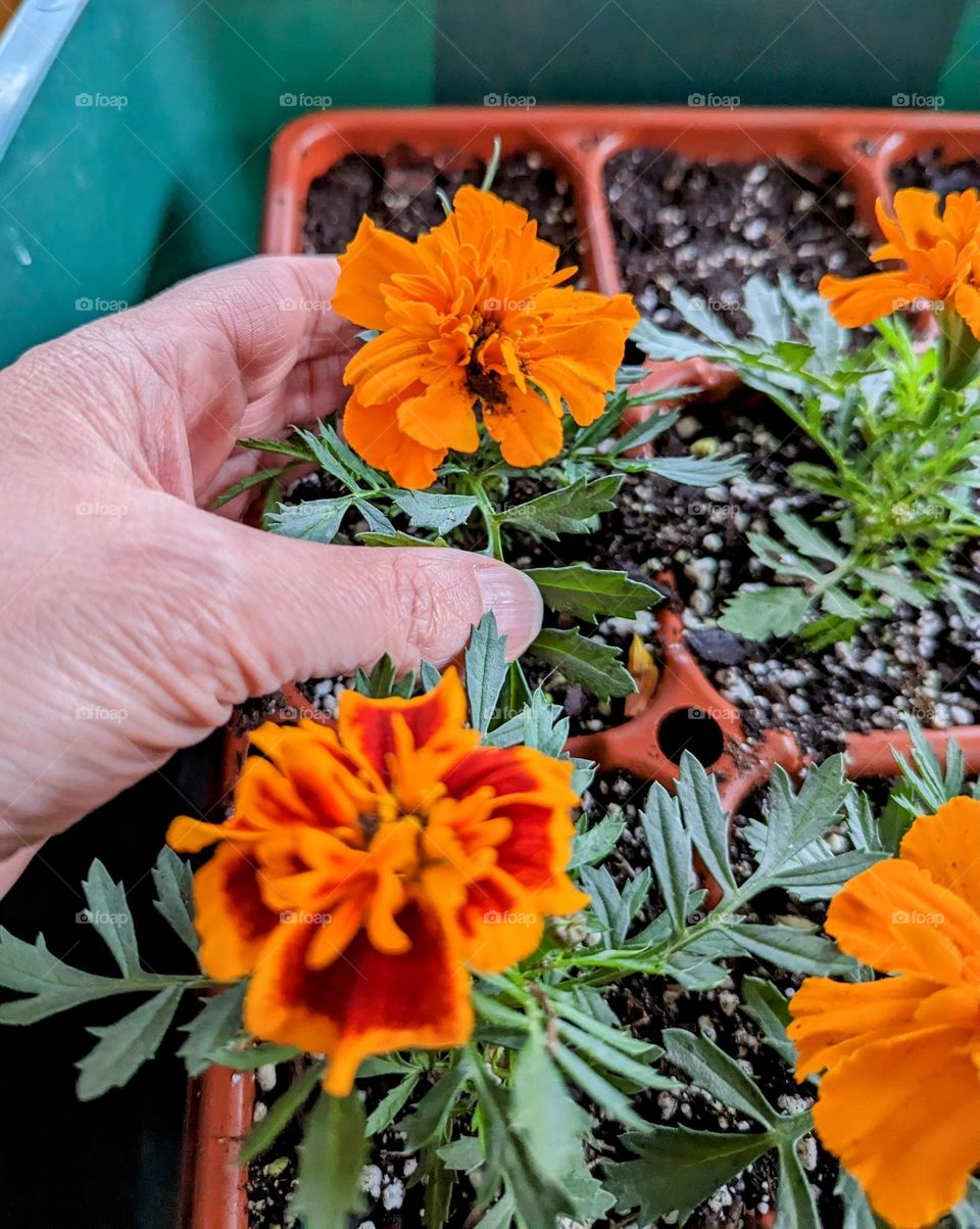 Plant plants to celebrate Earth Day