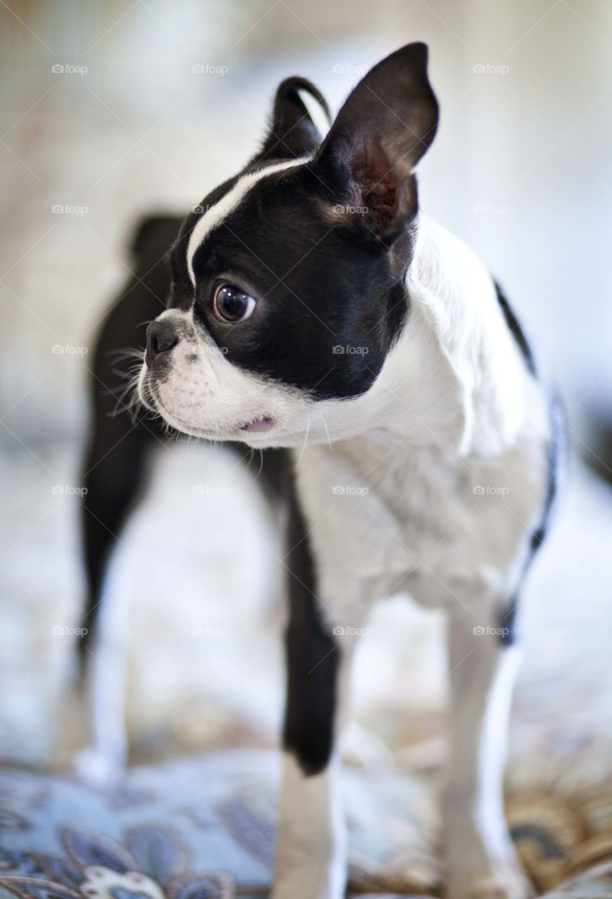Boston Terrier