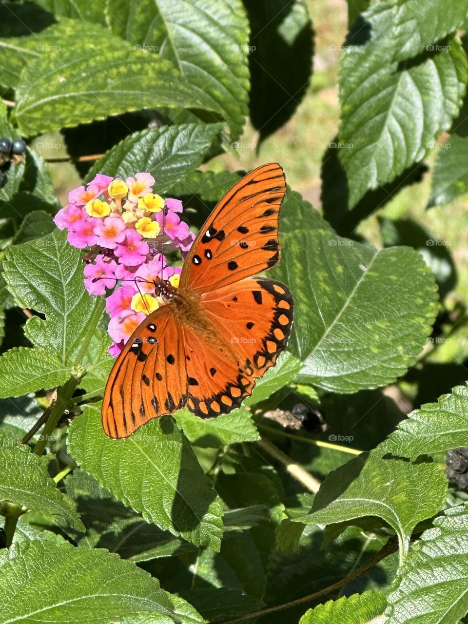 A Gulf Fritillary butterfly drinks nectar on a bi-color lantana flower. Beautiful orange and black butterfly with white spots and white markings on head 