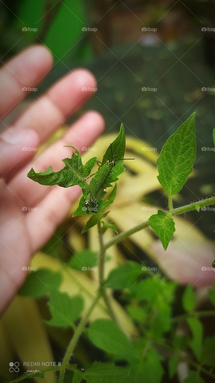 Say Hi to this Mr. Googly eyes! He has been my garden buddy for a month now. He brightens up my days with his presence and I let him munch on my plants. A perfect two-way relationship it is! ☺️✨