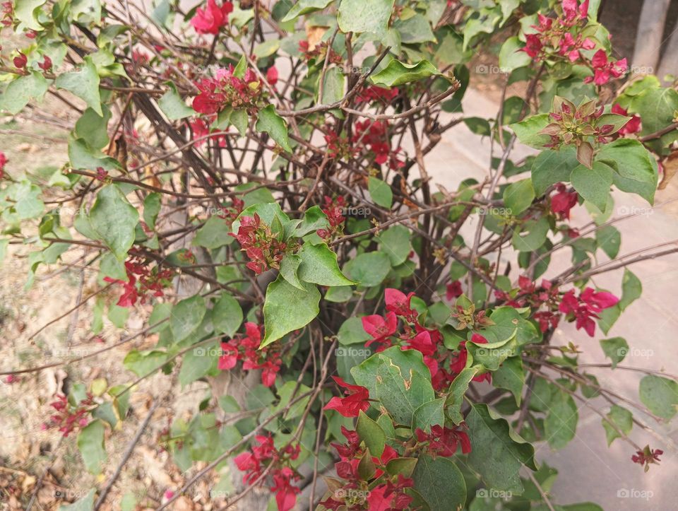 red flowers