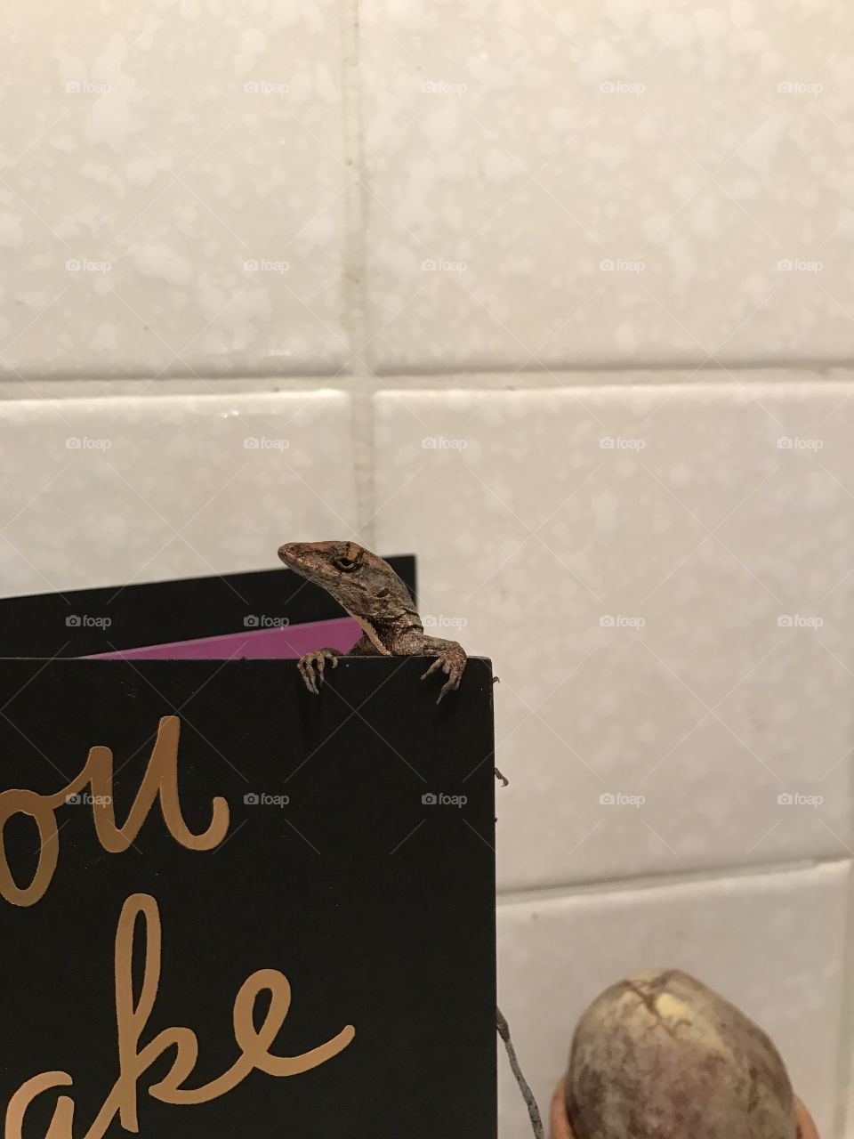Lizard on a card