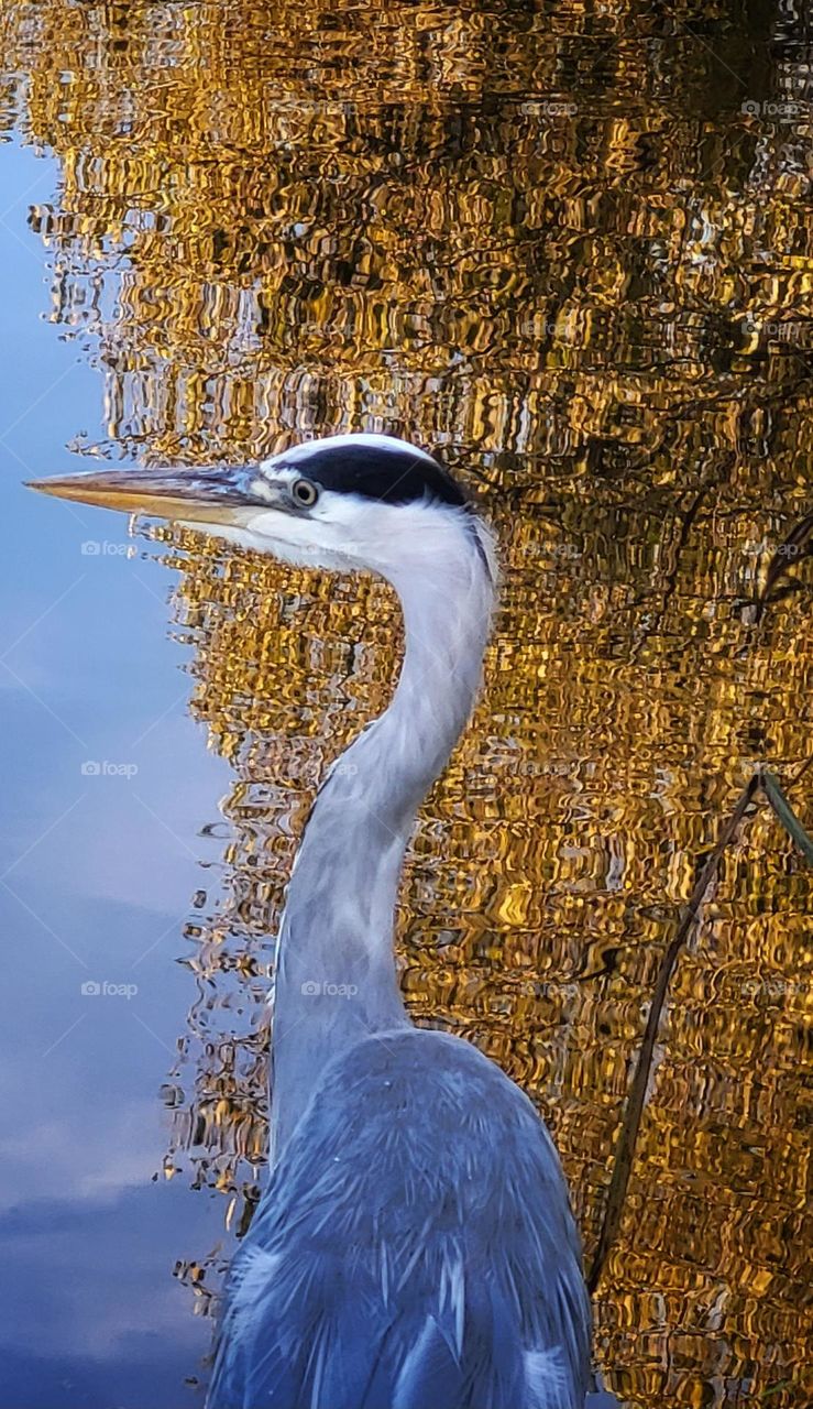 Heron in the mirror of a tree in autumn colors