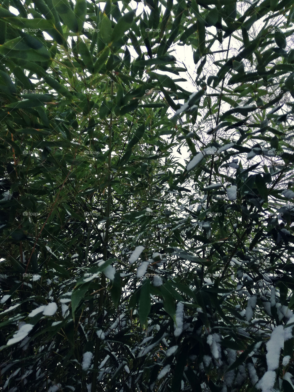 bamboo tree and snow. cold winter