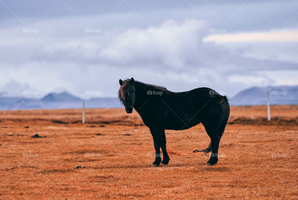 Black horse in Western Iceland with mountain on the background.