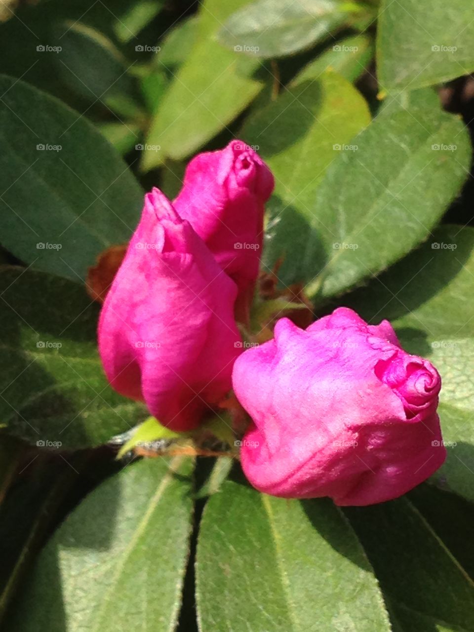 Azalea buds