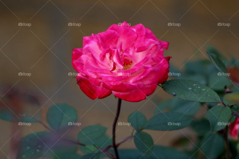 Pink Rose