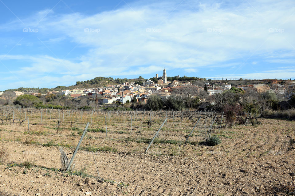 Vineyards in Vila-rodona village