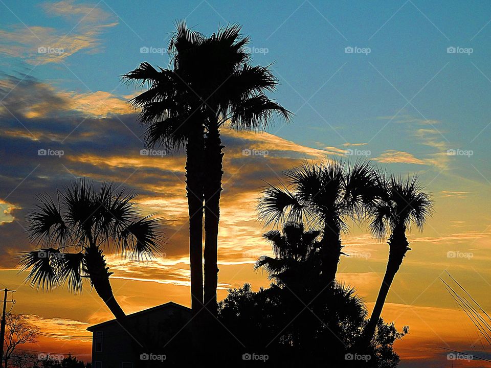 Palm Tree Sunset - tropical trees are silhouetted if front of the spectacular descending sunset