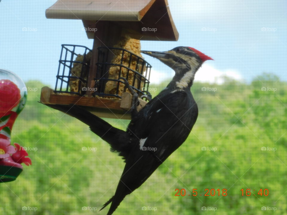 Female Pileated Woodpecker 