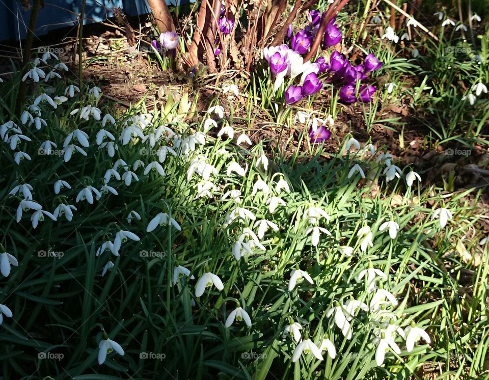 Snowdrops and crocus 