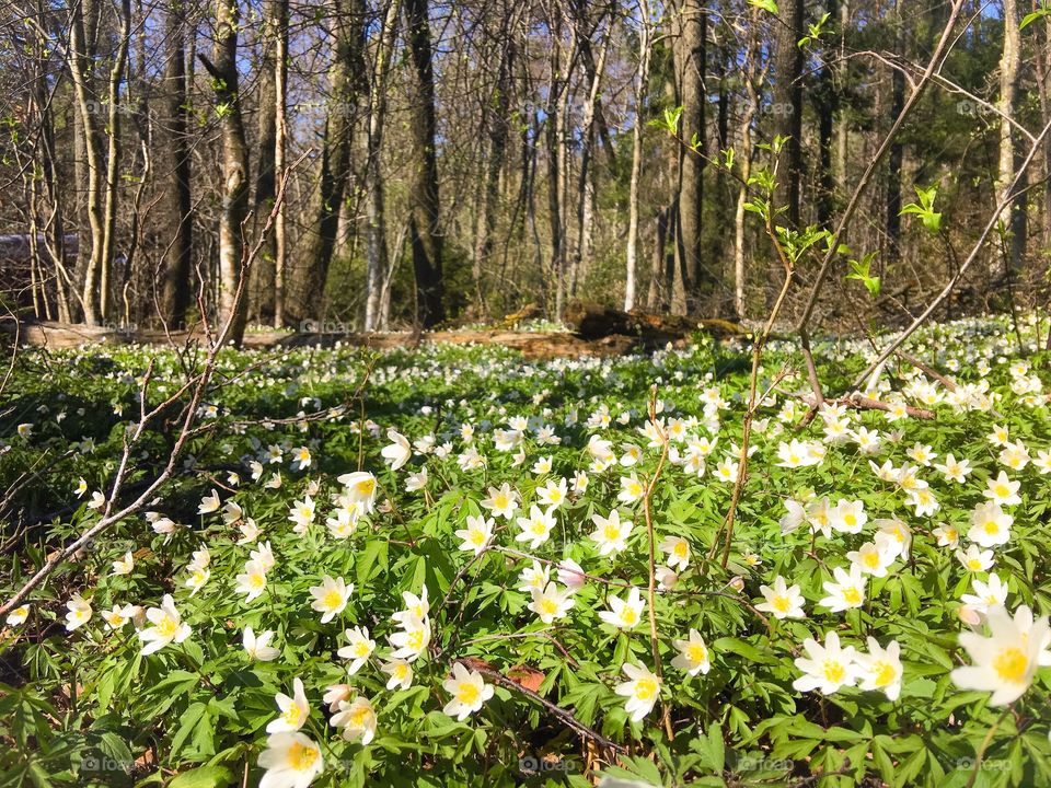 Flowers in forest