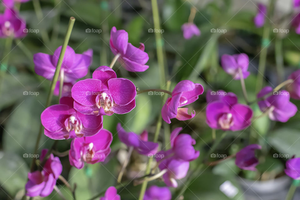 Beautiful Pink Orchid Background blurred leaves in the garden.