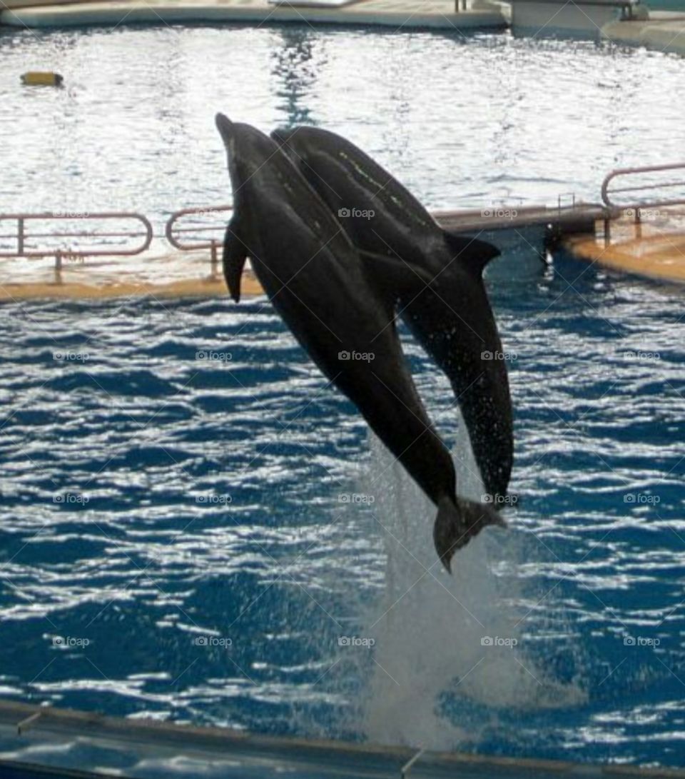 dolphins jumping outta water in a show