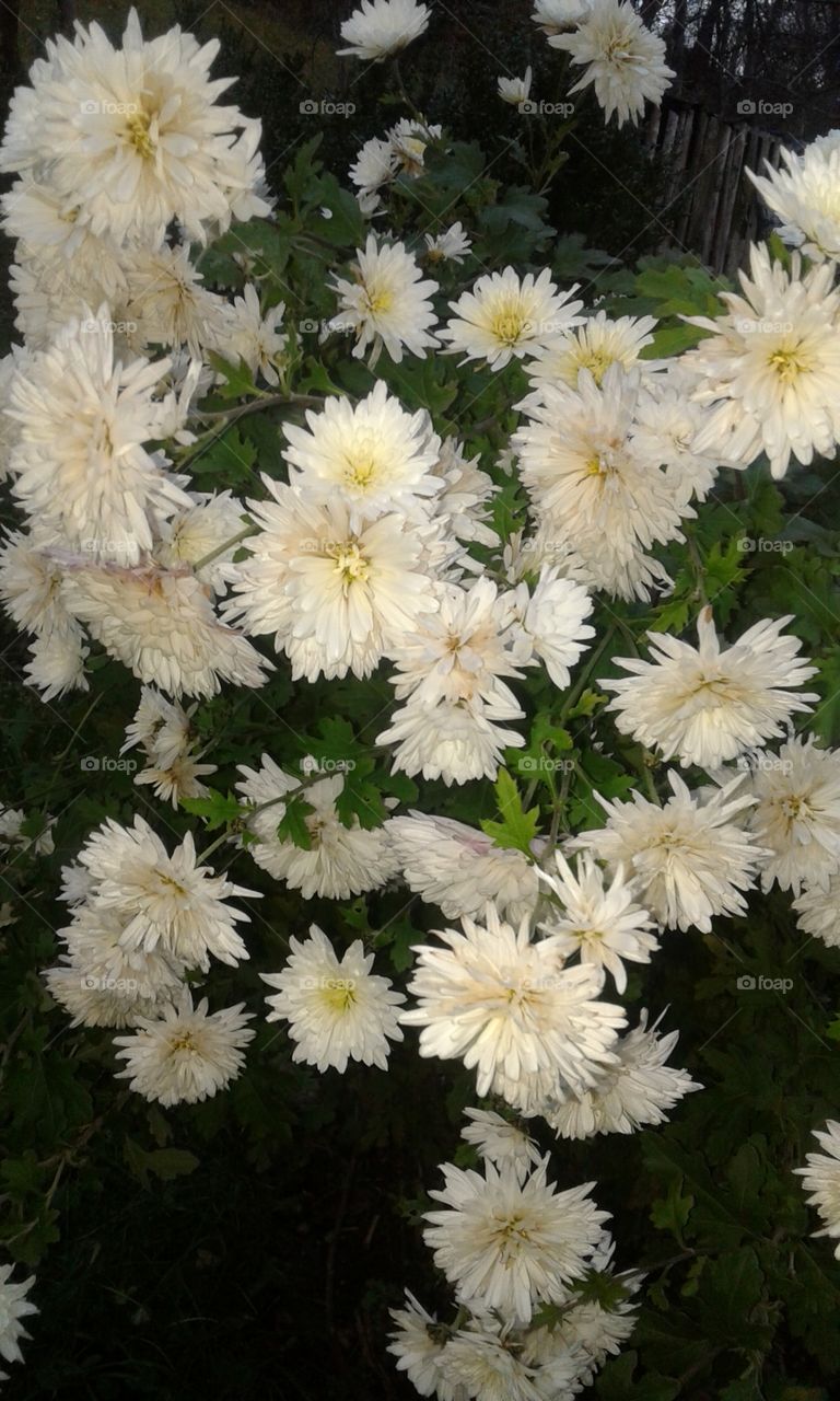 summer flowers are still here