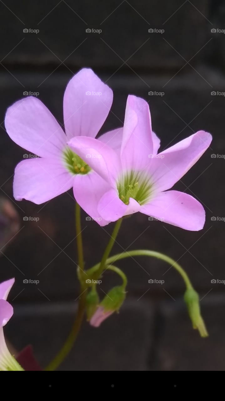 The Planet from my home garden