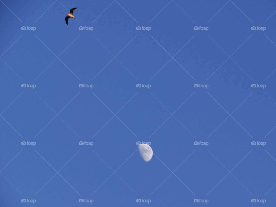 moon and Bird