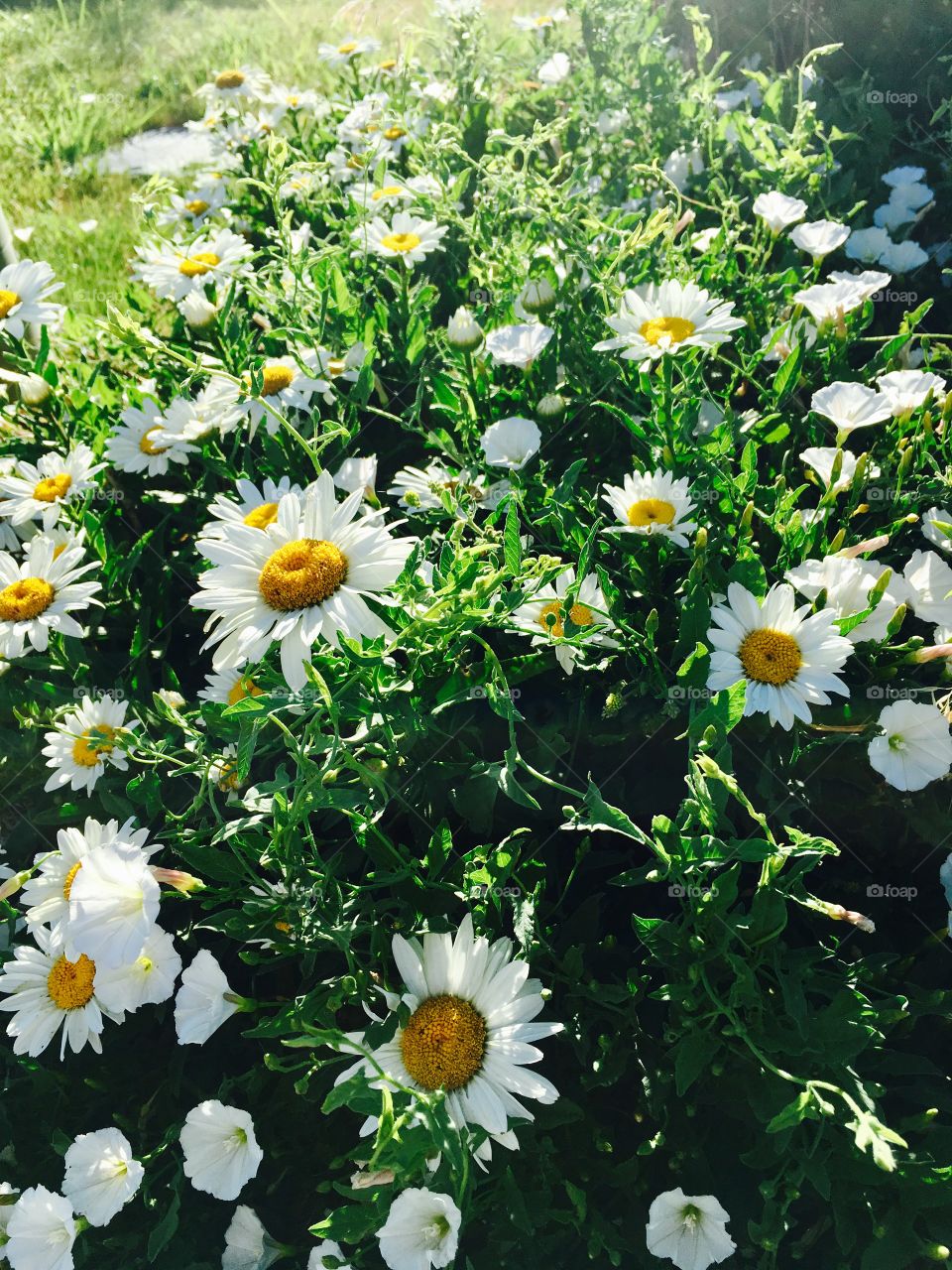 Happy Happy daisies! The sunshine flower. Pretty yellow and white. Bloom. Blossom. Grow.