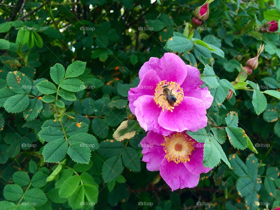 Beginning. The smell of wild roses blooming