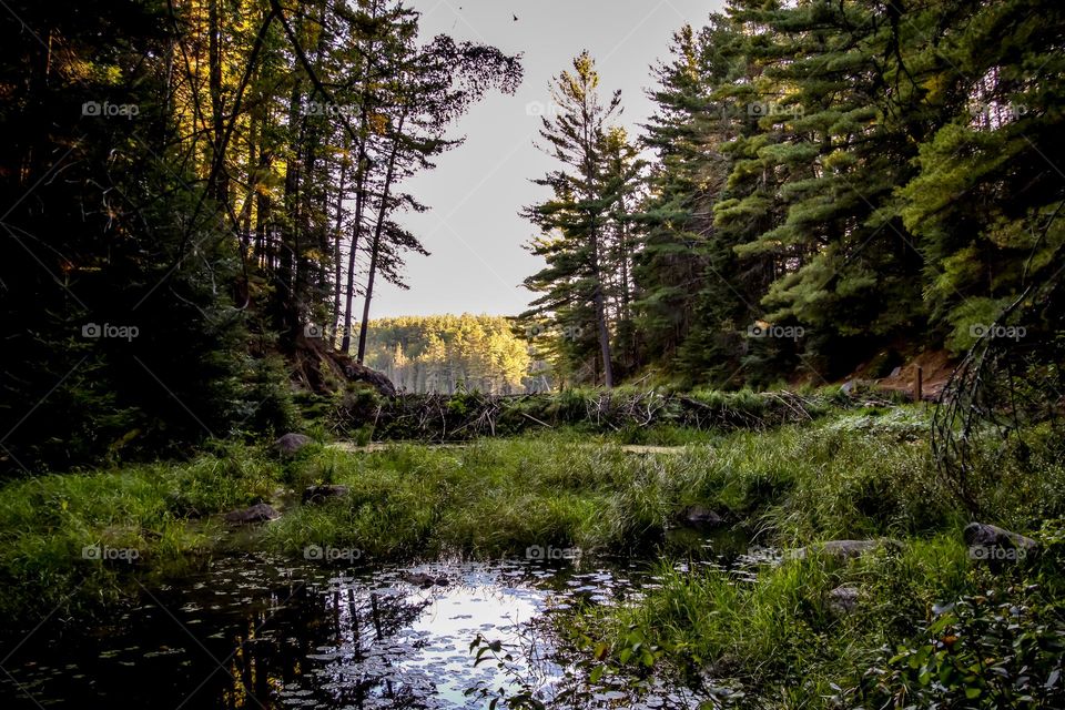 In a Canadian forest