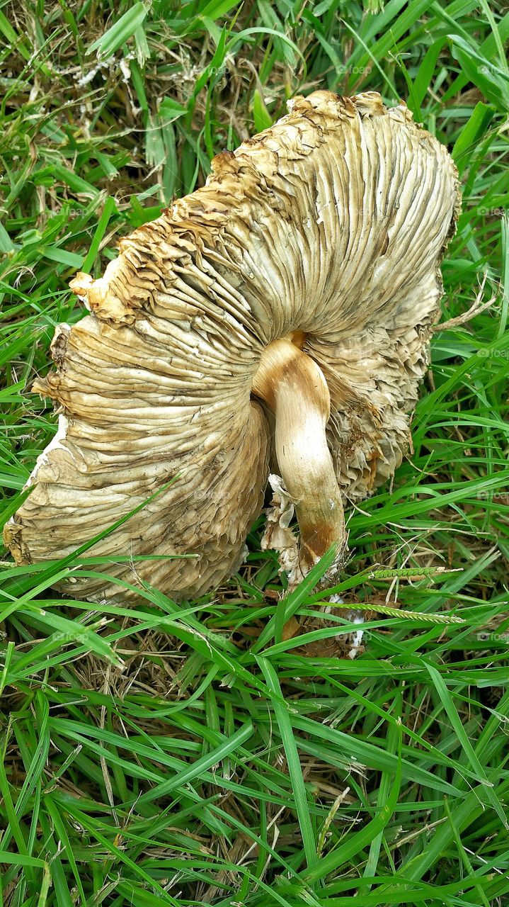 mushroom from bottom