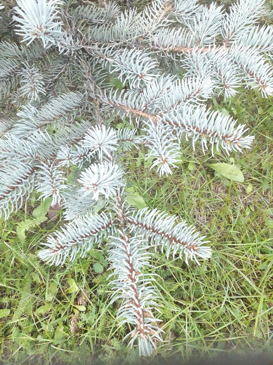 Осенний ландшафт .Лапка голубой ели