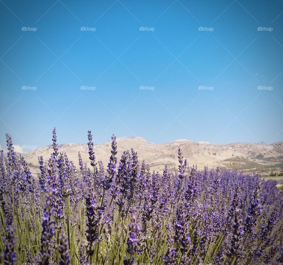 Lavender field