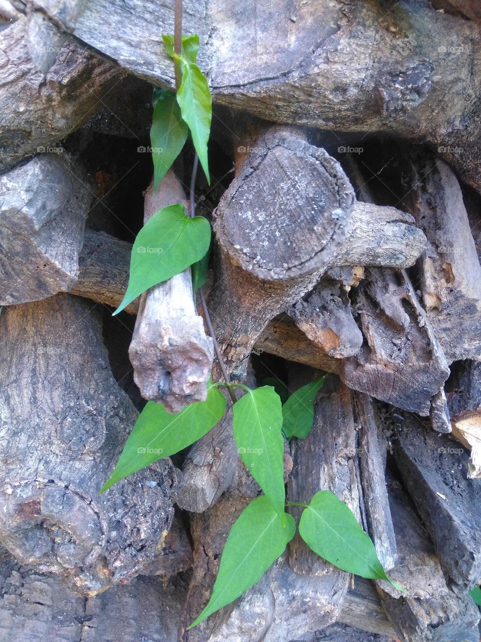 Green plant on the wood