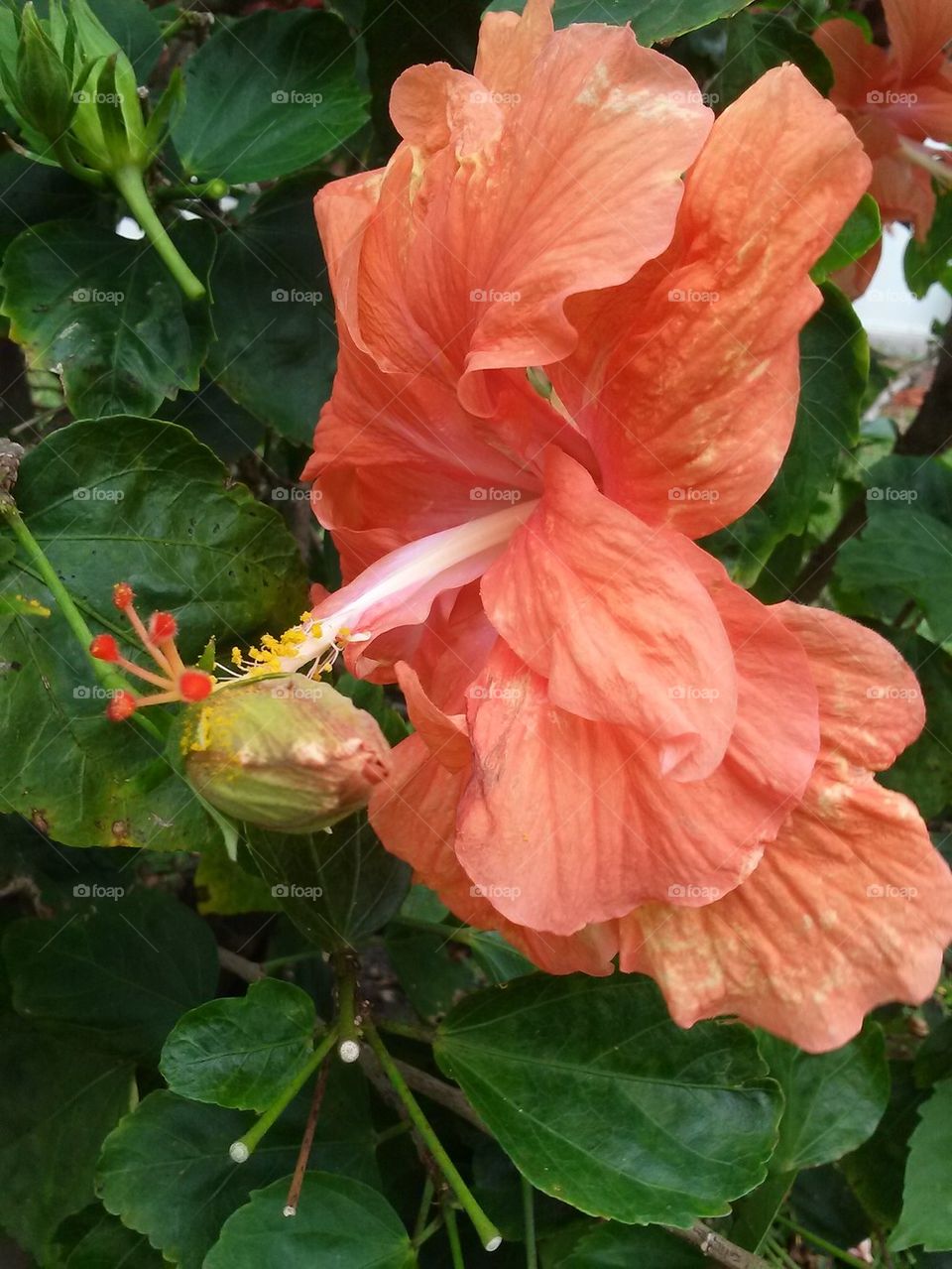 hibiscus side